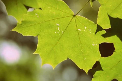 Green maple leaf on a tree branch lit by the sun closeup. Retro style 写真素材