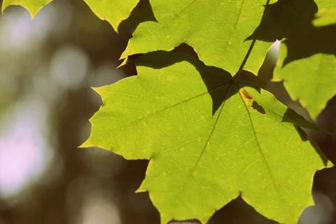 Green maple leaf on a tree branch lit by the sun closeup. Retro style Stock Photos
