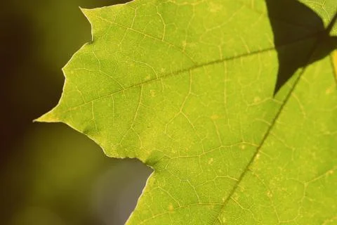 Green maple leaf on a tree branch lit by the sun closeup. Retro style Stock Photos