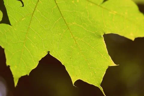 Green maple leaf on a tree branch lit by the sun closeup. Retro style Stock Photos