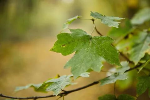 Green maple leaf on a tree branch against the background of a blurred green Stock Photos