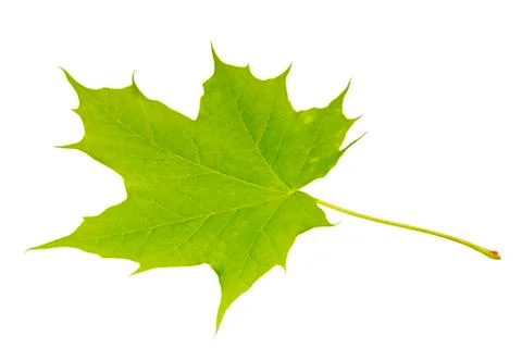 Green maple leaf on a white background Stock Photos