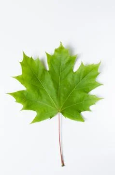 Green maple Leaf on white background. 写真素材