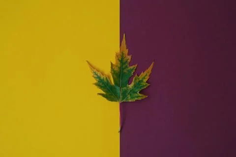 A green maple leaf with a yellow border lies on a yellow and purple backgroun Stock Photos