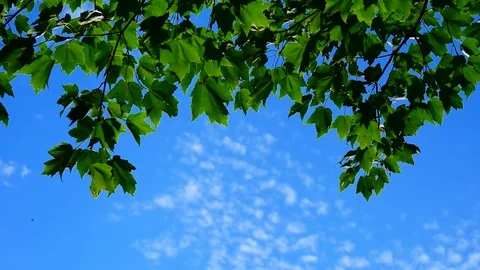 Green Maple Leafs in Blue Sky Video stock 71627218