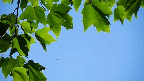 Green Maple Leafs in Blue Sky 스톡 동영상 71628232