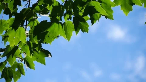 Green Maple Leafs in Blue Sky Stock Footage 71628603