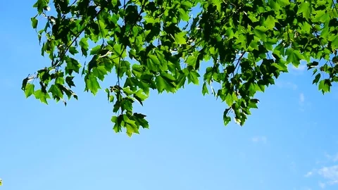 Green Maple Leafs in Blue Sky 스톡 동영상 71630478