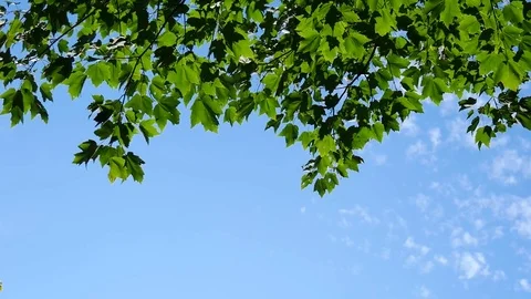 Green Maple Leafs in Blue Sky Stock Footage 71653641