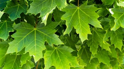 Green maple leafs nature background Stock Photos