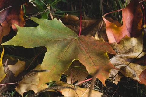 Green maple leave fallen on the ground. autumn background of maple leaves Foto stock