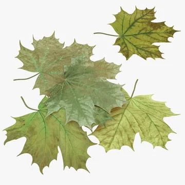 Green Maple Leaves 3D Model