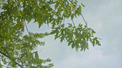 Green maple leaves against a cloudy sky Vídeos de archivo 198691983