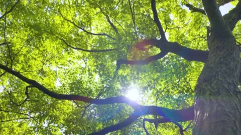 Green maple leaves and sunlight filtering through the trees Stock Footage 310864901