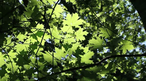 Green maple leaves background Stockbeeldmateriaal 24500632