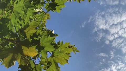 Green maple leaves background Stock Footage 80353413