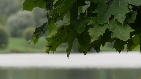 Green Maple Leaves On A Background Of Lake Stock Footage