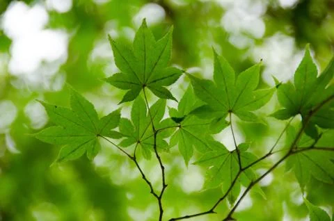 Green maple leaves background Stock Photos