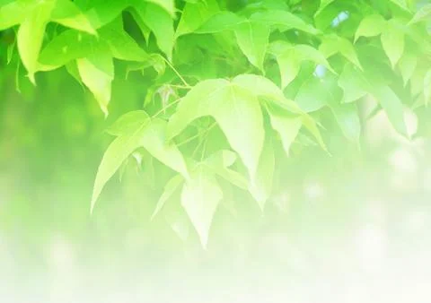 Green maple leaves background Stock Photos