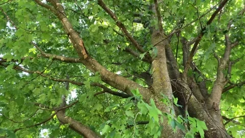 Green maple leaves blowing in strong winds Stock Footage 225495257