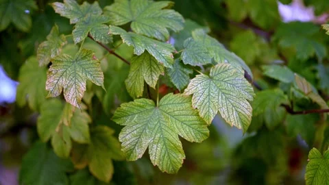 Green Maple Leaves Blowing in Wind with Early Autumn Color Change Stock Footage 318354989