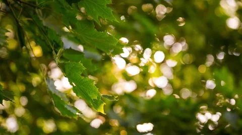 Green maple leaves with bokeh background. Stock Footage 58696447