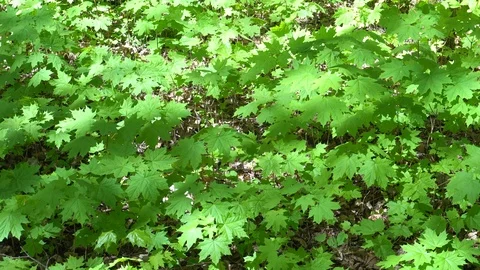 Green maple leaves in the bright sun in the forest Stock Footage 90229528