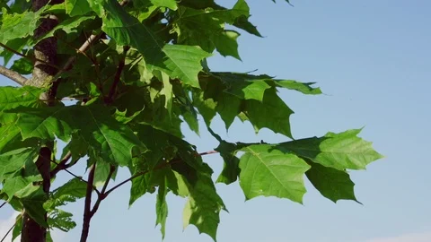 Green maple leaves on brown branches waving in wind Stock Footage 114489240