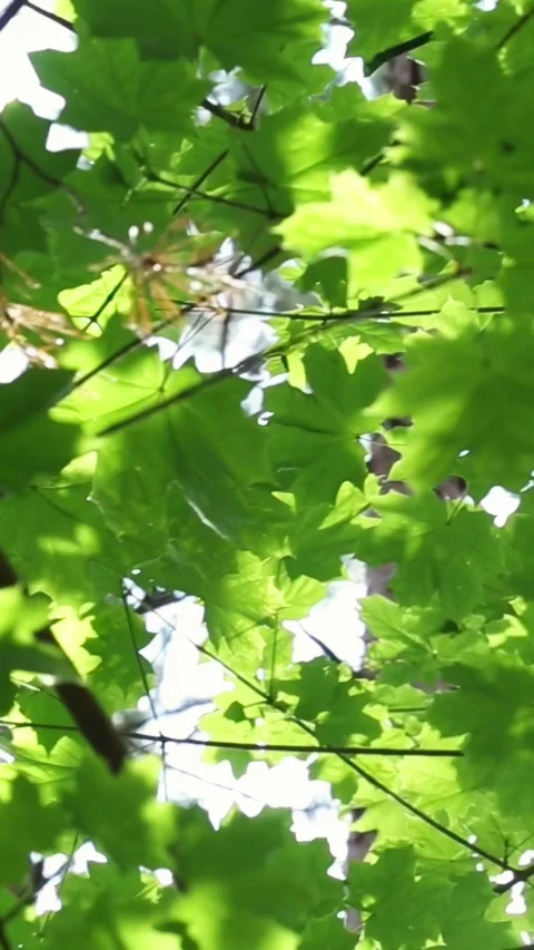 Green maple leaves canopy swaying gently in bright sunlight Stock Footage 312301955