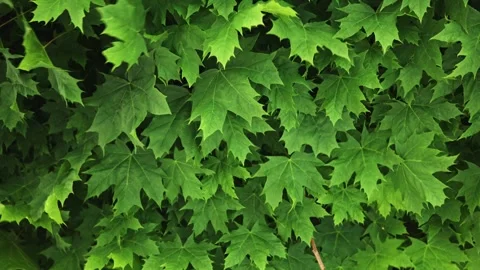 Green maple leaves close-up in the sun, the frame consists of leaves swaying in Stock Footage 243100848