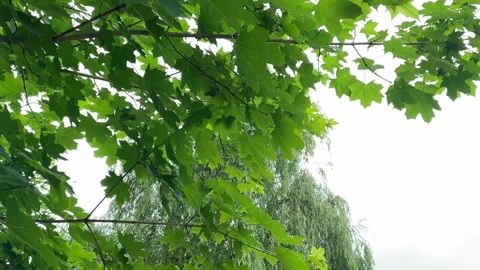 Green maple leaves on a cloudy sky background Stock Footage 276541993