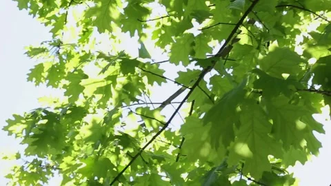 Green maple leaves creating natural canopy against blue sky background Stock Footage 308715048