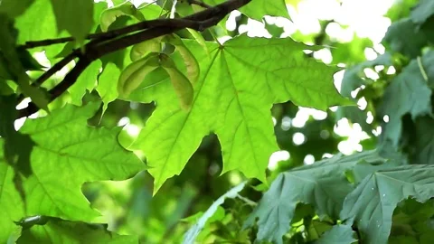 Green maple leaves dangle in the wind close-up Stock Footage 95954984