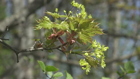 Green maple leaves in early spring Video stock 137919622