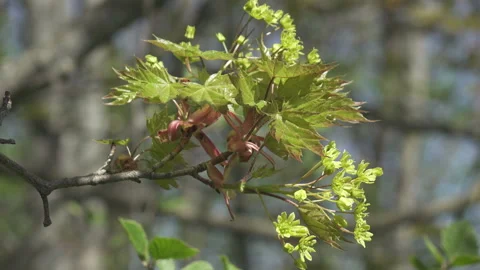 Green maple leaves in early spring Stock Footage 137919739