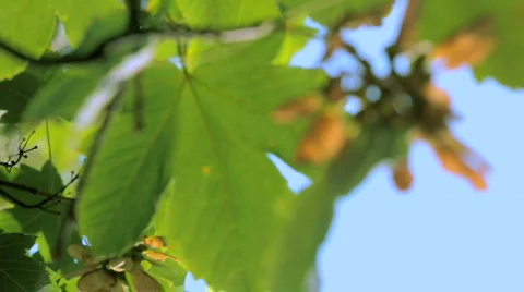 Green maple leaves Video stock 856655