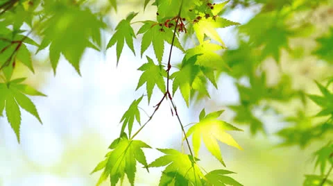 Green  maple leaves. Stock Footage 24818722