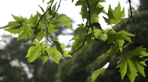 Green maple leaves. Stock Footage 27091562