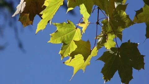 Green maple leaves Stock Footage 102691316