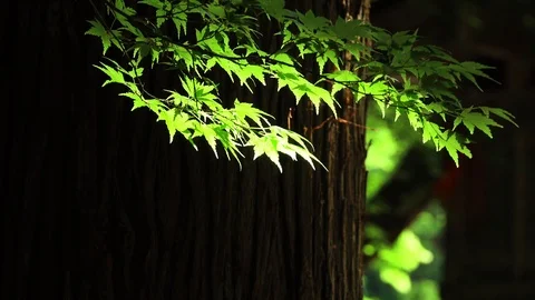 Green maple leaves Video stock 119997145