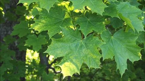 Green maple leaves Stock-Footage 132688441