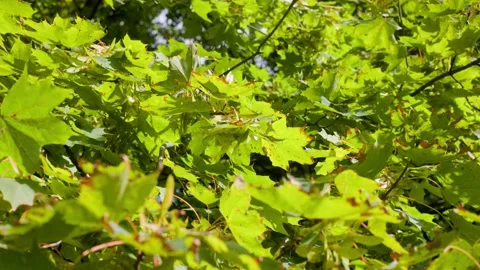 Green maple leaves Stock Footage 226250653