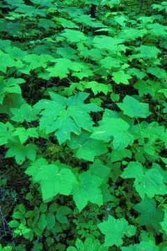 Green Maple Leaves On Forest Floor Stock Photos
