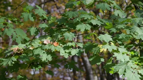 Green maple leaves in the forest Stock Footage 226249762