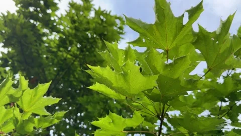 Green maple leaves grow under the warm spring sun. Spring brings fresh leaves Stock Footage 306550026