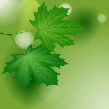 Green maple leaves. Illustrazione stock