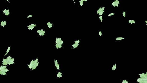Green maple leaves isolated on a dark background in the wind. Stock Footage 122261900