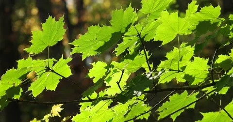 Green Maple Leaves with Light Breeze, static shot 库存影片 66910317