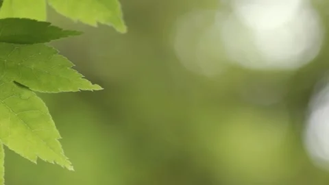 Green maple leaves moving in summer breeze on blur bokeh background Stock Footage 280170225