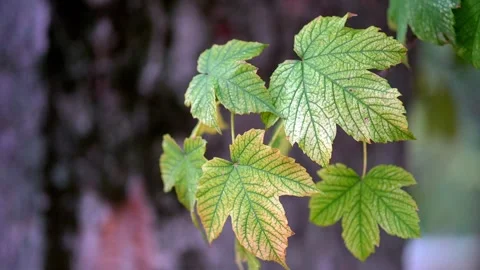Green Maple Leaves Moving in Wind on Tree Branch in Early Autumn Stock Footage 318354964